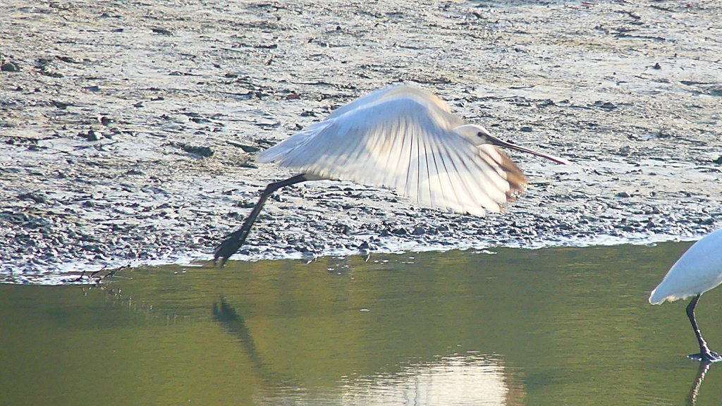 P4470119：ヘラサギ_R