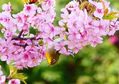 P1890717：河津桜にメジロ_R