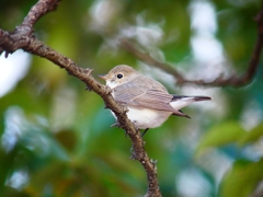 P3690792：ニシオジロビタキ_R