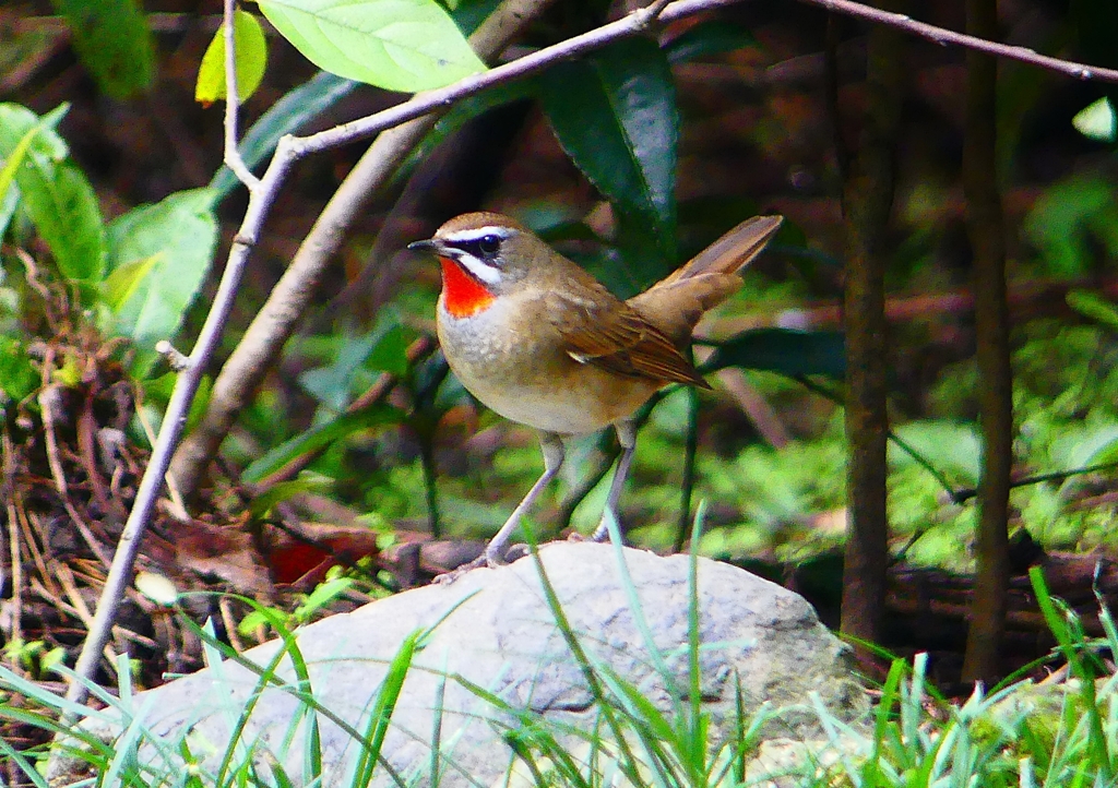 P1340536：ノゴマ（オス）_R