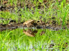 P1130268：タマシギ親子_R