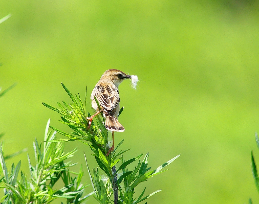 P4160470：セッカ_R