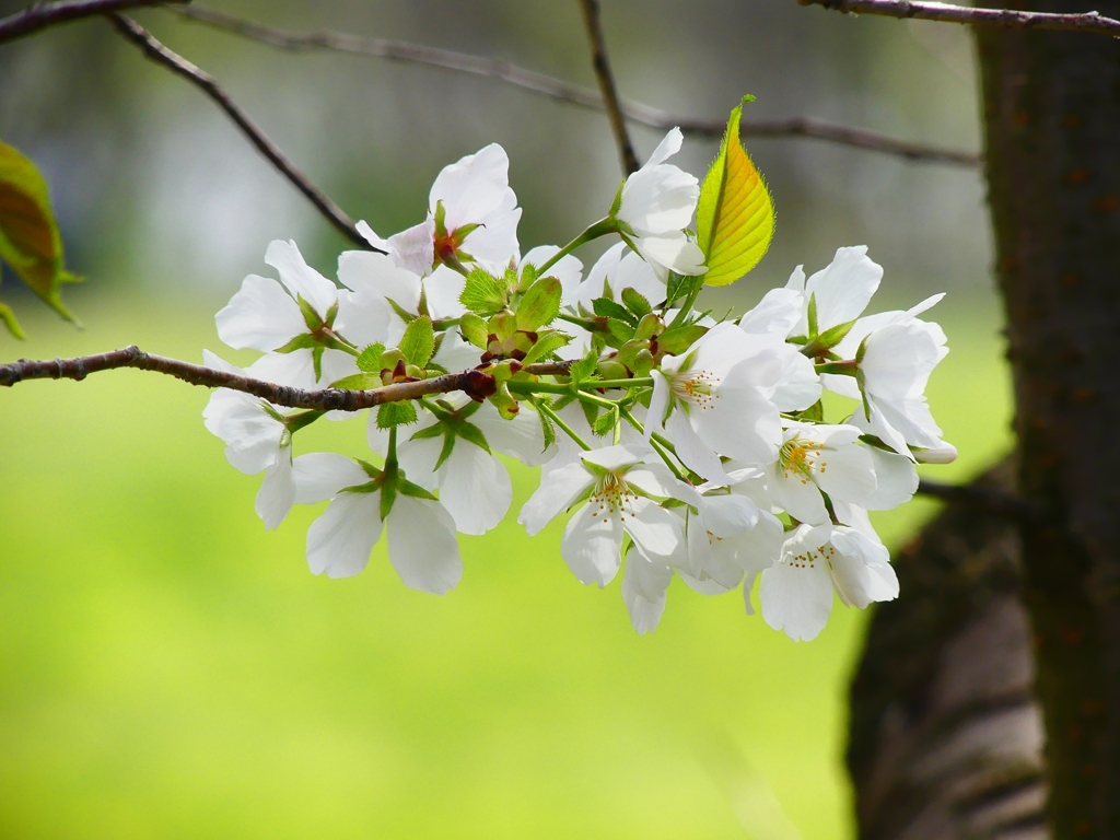 P4870450：背割堤の桜_R