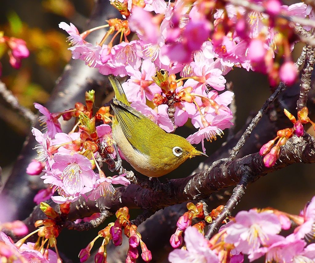 P3900080：河津桜にメジロ_R