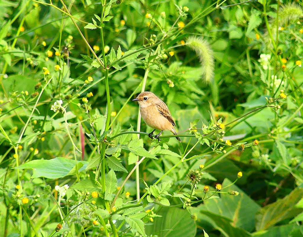 P4380078：ノビタキ_R