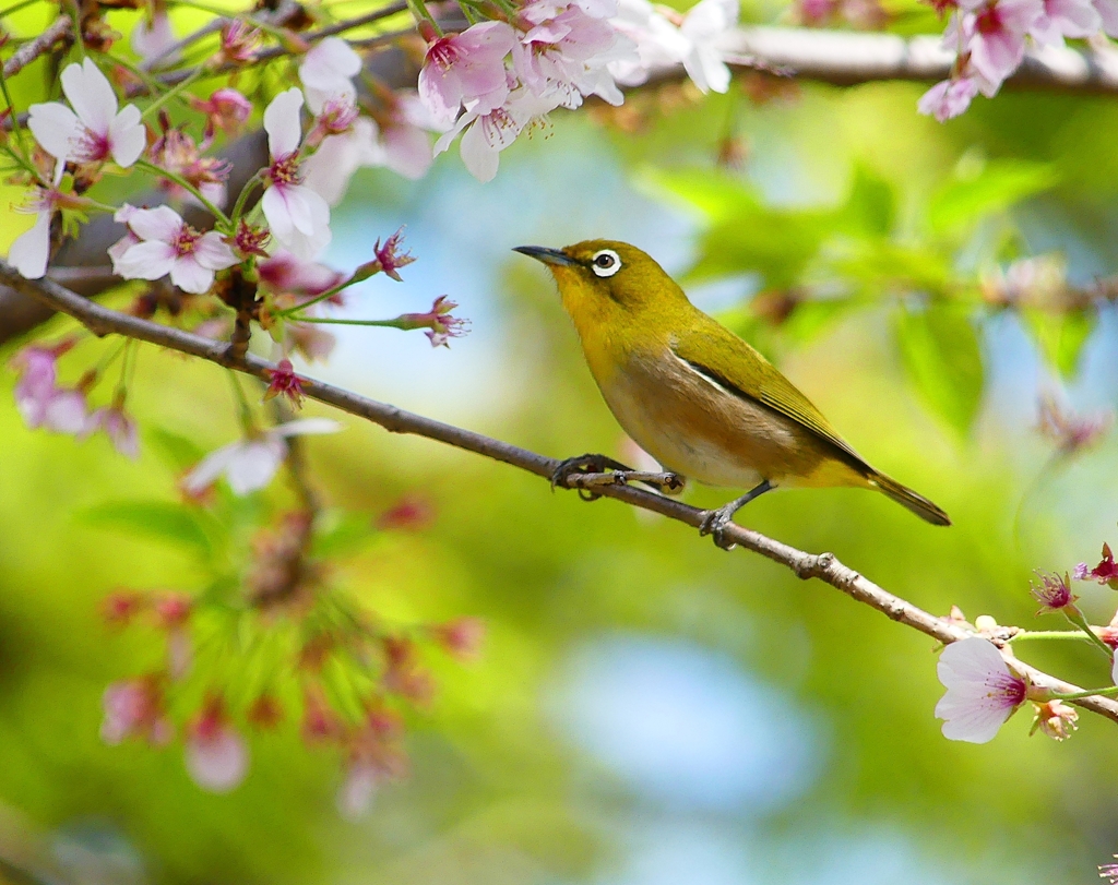 P4010284：メジロ_R