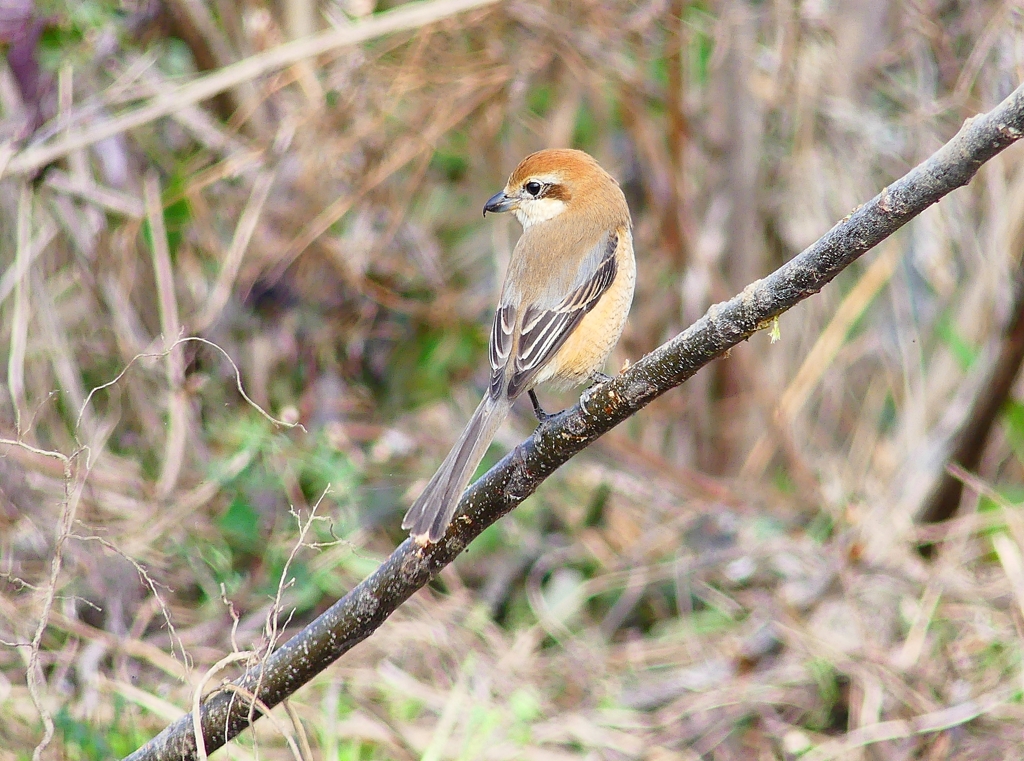 P4770025：モズ（メス）_R