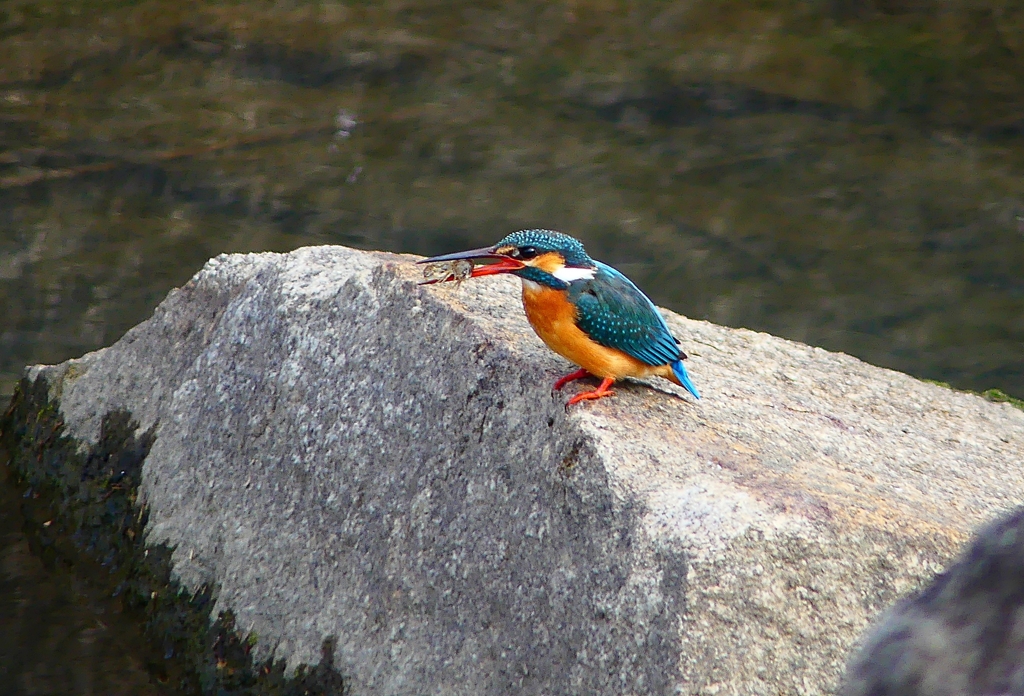 P4770143：カワセミ（メス）_R