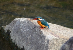 P4770143：カワセミ（メス）_R