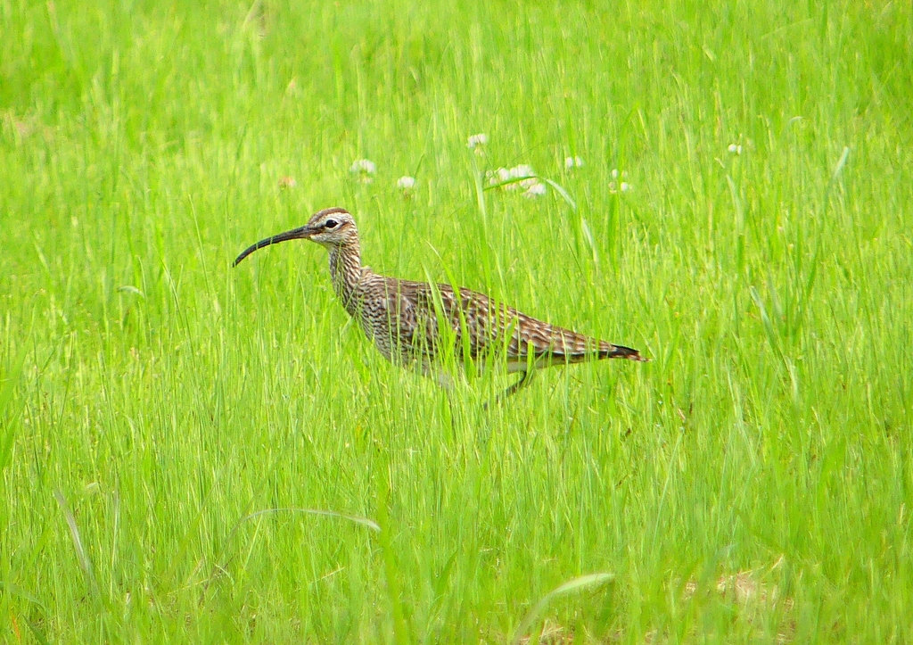 P1990383：チュウシャクシギ_R