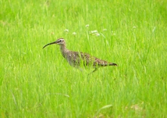 P1990383：チュウシャクシギ_R