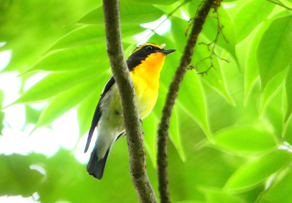 P1020604：キビタキ（オス）_R