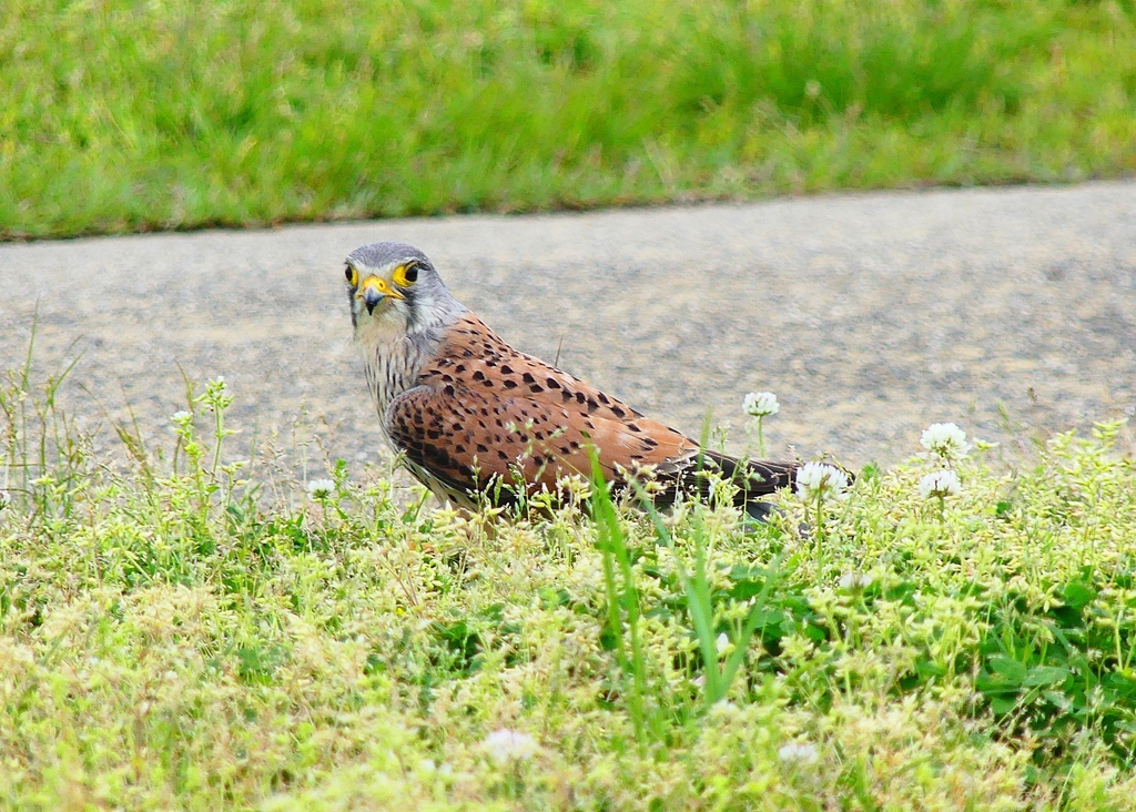 P4910662：チョウゲンボウ_R