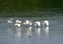 P2020778：飛ぶアマサギ_R