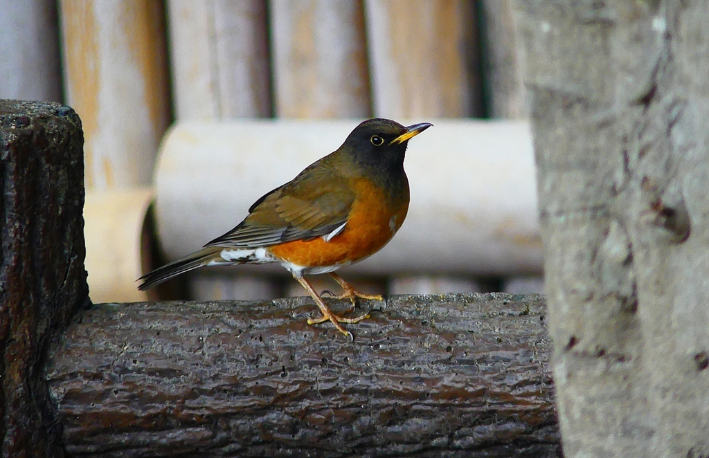 P4720124：オオアカハラ（オス）_R