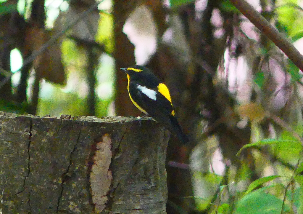 P2000947：キビタキ（オス）_R