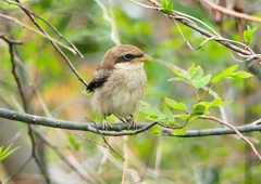 P1950062：モズ（幼鳥）_R