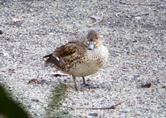 P1700728：トモエガモ_R