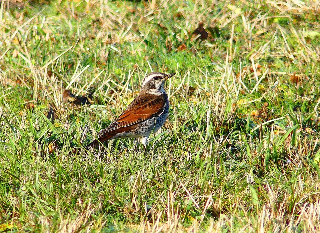 P4500380：ツグミ_R