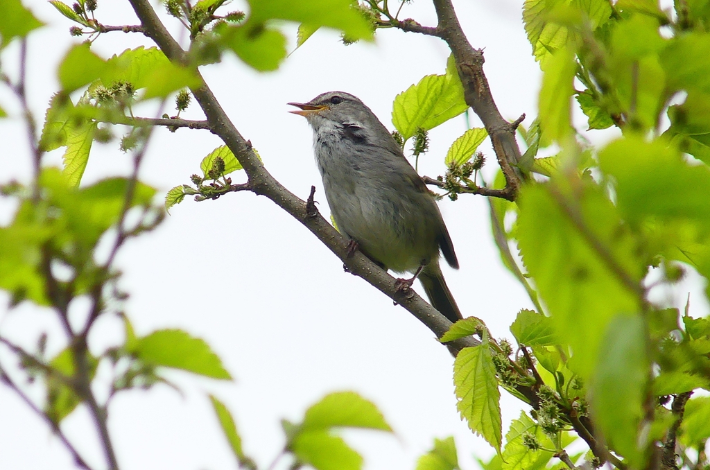 P4030455：ウグイス_R