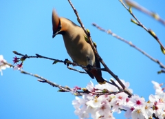 P3980080：桜にキレンジャク_R