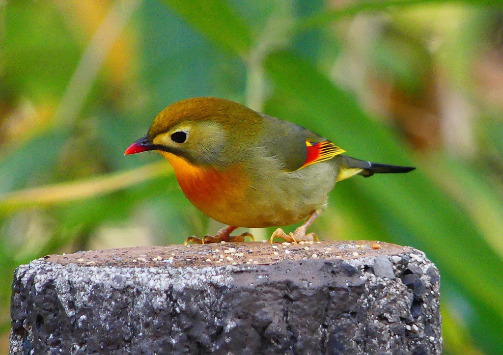 P1520466：ソウシチョウ_R