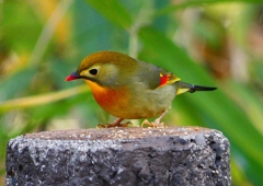 P1520466：ソウシチョウ_R