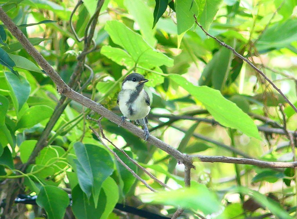P4210726：シジュウカラ（若鳥）_R