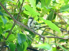 P4210726：シジュウカラ（若鳥）_R