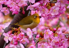 P1870158：河津桜にメジロ_R