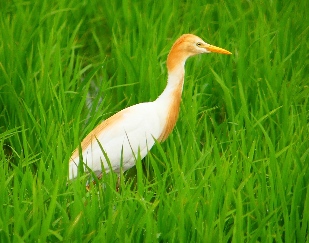 P1060084：アマサギ_R