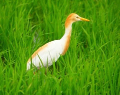 P1060084：アマサギ_R