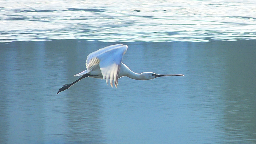 P4470153：ヘラサギ_R