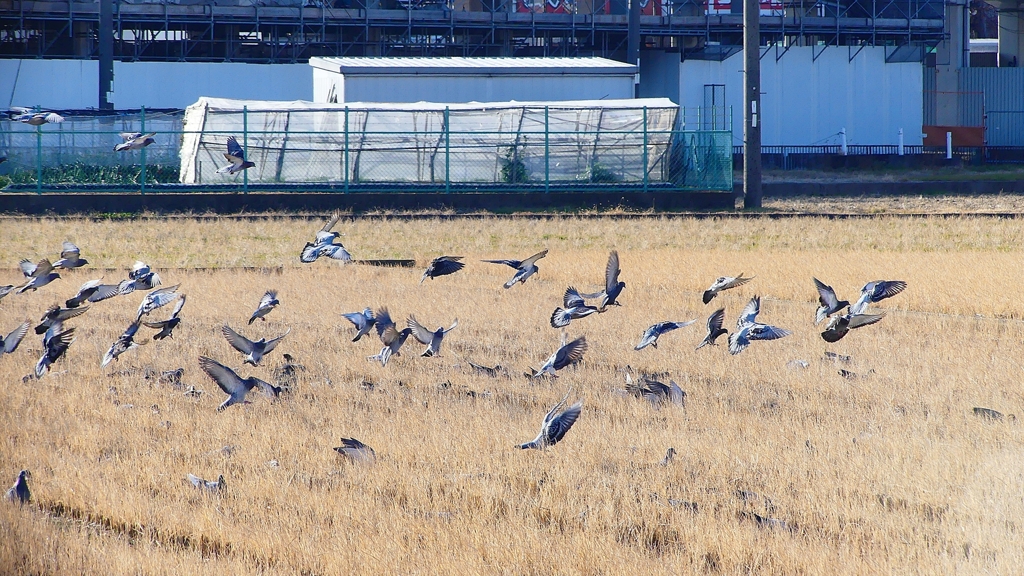P1630445：飛ぶカワラバト_R