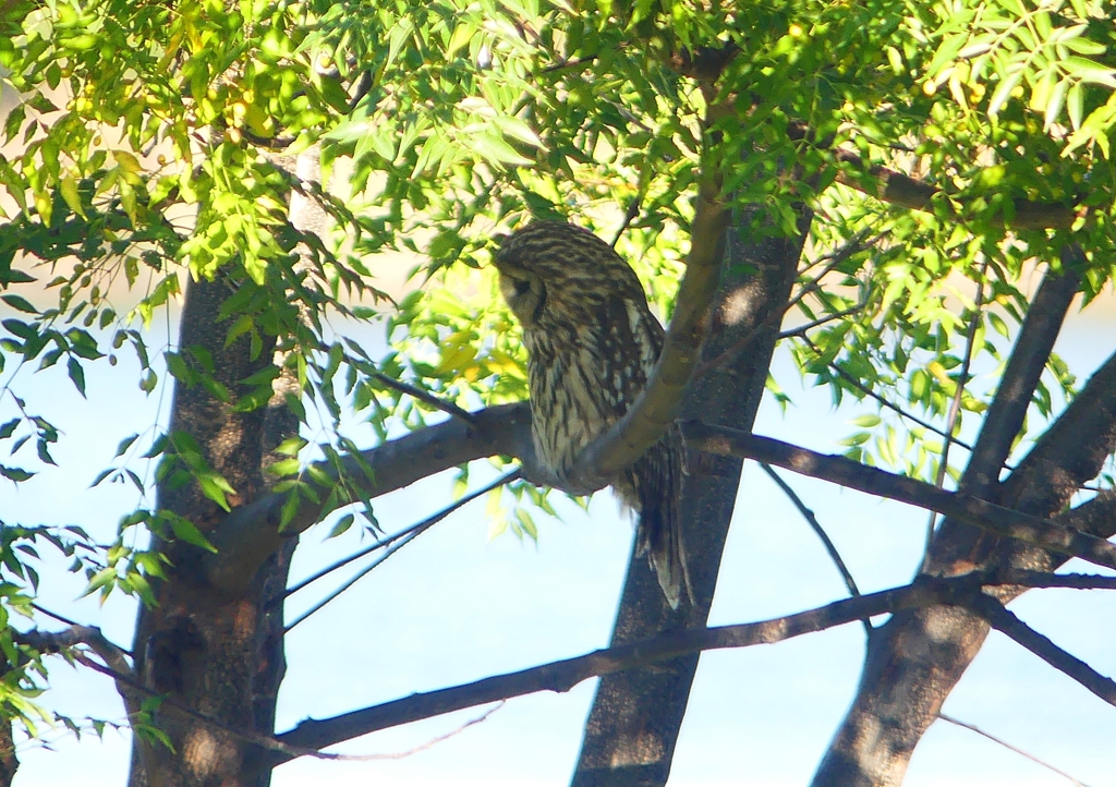 P1450295：フクロウ_R