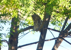 P1450295：フクロウ_R
