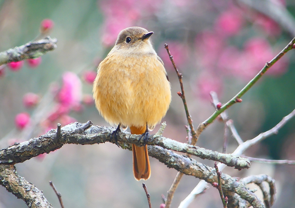 P1780179：ジョウビタキ（メス）_R
