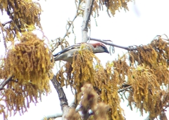 P1930811：ニュウナイスズメ_R