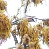 P1930811：ニュウナイスズメ_R
