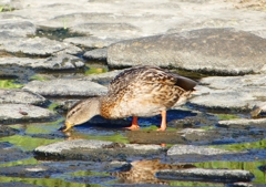 P1220126：マガモ_R