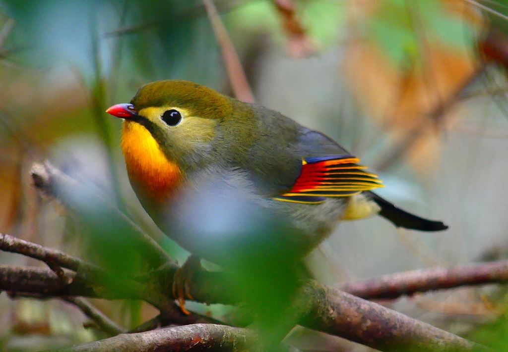 P4570561：ソウシチョウ_R