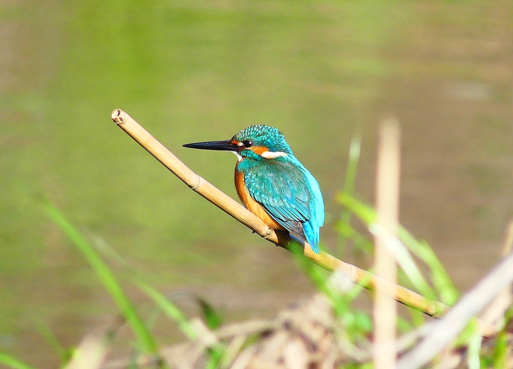 P4800552：カワセミ（オス）_R