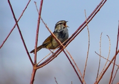P1840321：ウグイス_R