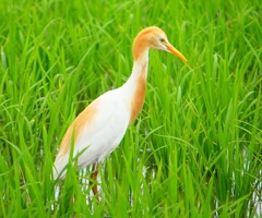 P1060469：アマサギ_R