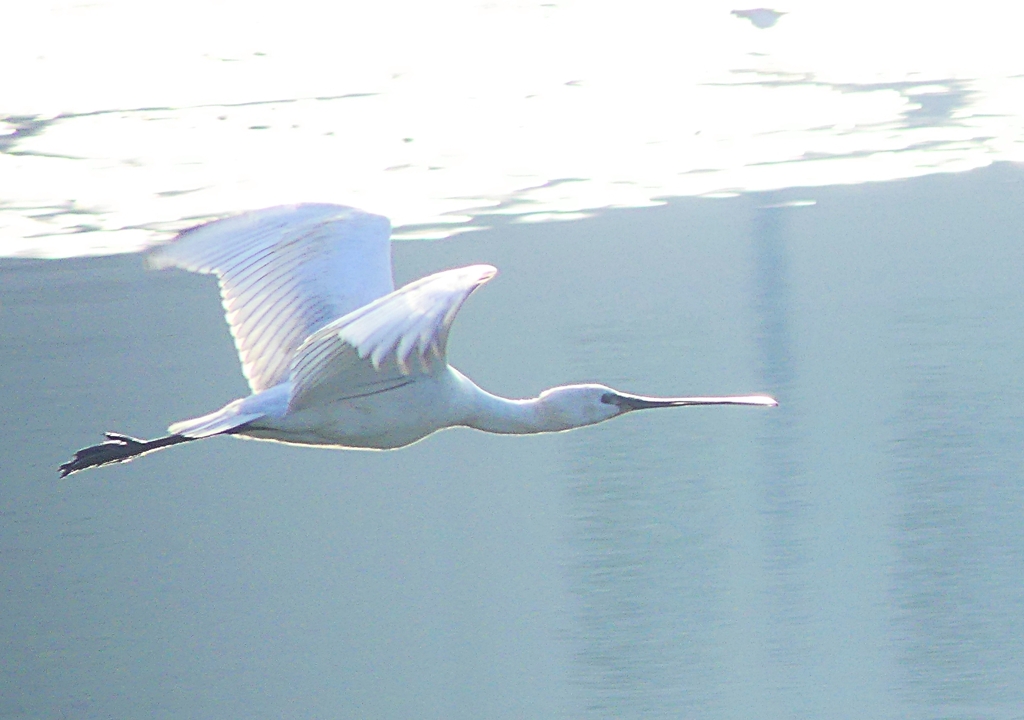 P4470166：ヘラサギ_R