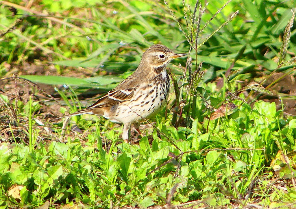 P1380373：タヒバリ_R