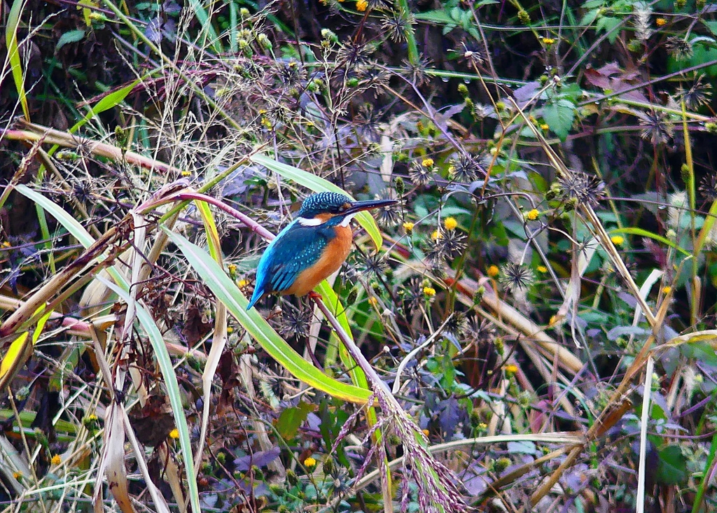 P4570021：カワセミ（メス）_R