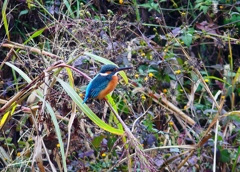 P4570021：カワセミ（メス）_R