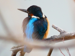 P4590605：カワセミ（オス）_R