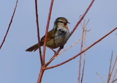 P1840360：ウグイス_R